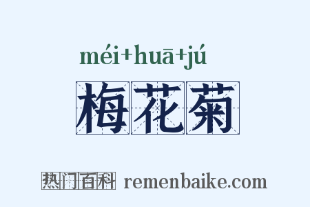 梅花菊是什么意思的图片